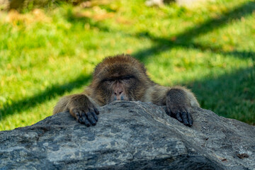 photo portrait d'un macaque derrière un rocher