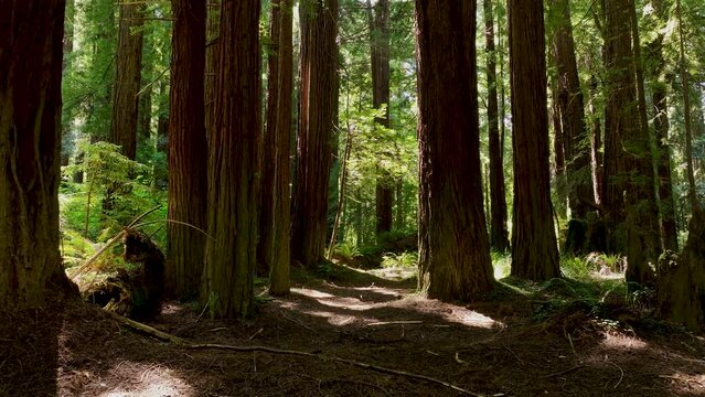 Aerial slow through redwood forest northern California. National State Parks along coastal shoreline  mountain range. Tallest trees on earth. Tourist destinations with roads and hiking trails.