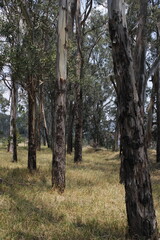 Bosque