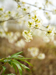 blooming tree in spring