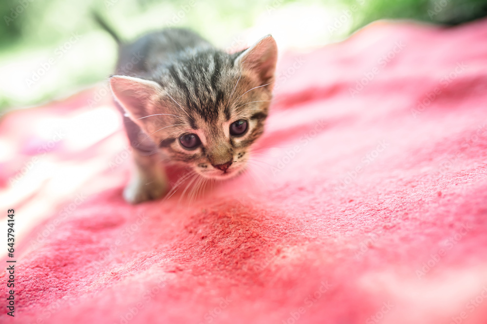 Canvas Prints Scared little tabby cat walking on red blanket on sunny day