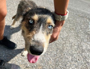 Woman stroking  Cute Stray Dog with Blue Eyes 