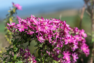 Fototapeta premium Pink alpine daisy bush (olearia phlogogappa) flowers in bloom