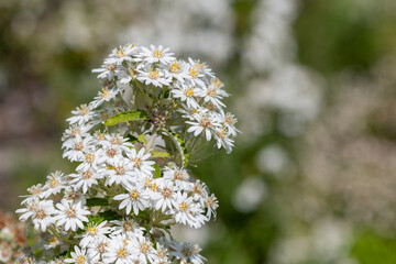 Fototapeta premium Close up of white flowers on a snow daisy bush (olearia lirata)