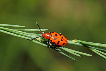 crisomelide dell'asparago (Crioceris duodecimpunctata)