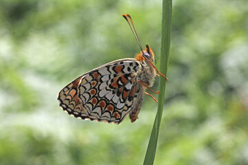 farfalla a riposo (Melitaea phoebe)