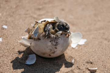 Common tortoise baby is hatching from egg. Mediterranean, baby tortoise is hatching from egg. Greek...