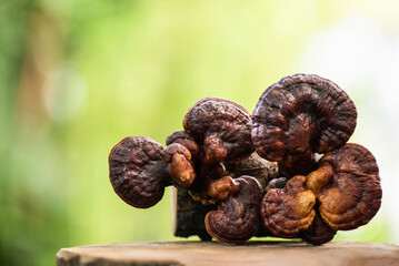 Reishi or lingzhi Mushroom on nature background.