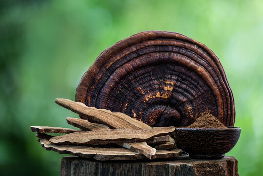 Reishi or lingzhi mushroom ,dried slices and powder on nature background.