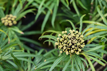 Fototapeta premium Miagos Bush or Osmoxylon lineare flowers and green leaves background.