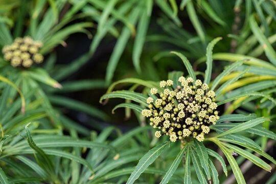 Miagos Bush or Osmoxylon lineare flowers and green leaves background.