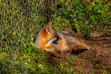 red fox in the grass
