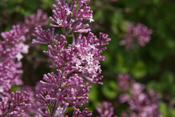 Blooming Lilacs in the Spring