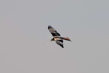 Hawk flying through Sky with Wings spread