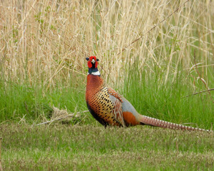 Ring-necked Pheasant (Phasianus colchicus) Colorful Game Bird