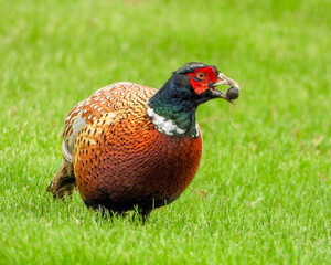 Ring-necked Pheasant (Phasianus colchicus) Colorful Game Bird