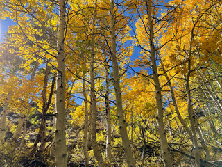 Grove of golden aspens with fall colors and blue skies in Eastern Sierra