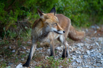 Naklejka na ściany i meble Vulpes Arrabida I