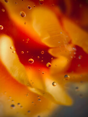 Beautiful drops of water on glass. Background flowers. Summer. Macro. Abstraction. High quality photo