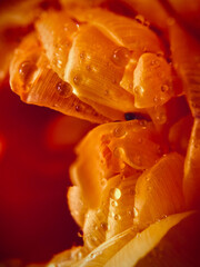 Droplets of water on yellow petals of flowers. Macro. Abstraction. High quality photo