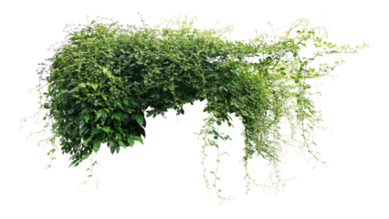 Jungle bush of three-leaved wild vine cayratia or bush grape liana ivy plant growing with long pepper plant in wild, nature frame jungle border