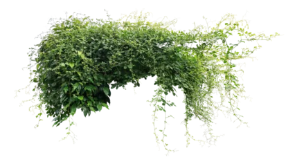 Foto op Aluminium Jungle bush of three-leaved wild vine cayratia or bush grape liana ivy plant growing with long pepper plant in wild, nature frame jungle border © Chansom Pantip
