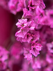 Fototapeta na wymiar Pink shallow limonium flowers. Macro. Nature, summer, spring. Holiday card, background. High quality photo