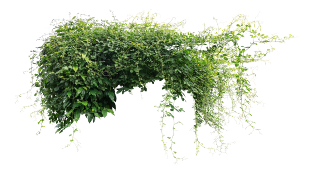 Jungle bush of three-leaved wild vine cayratia or bush grape liana ivy plant growing with long pepper plant in wild, nature frame jungle border