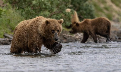 Obraz premium Brown bear fishing for salmon in Katmai Alaska 