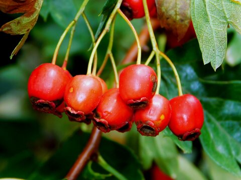 The hawthorn, arto, hawthorn or hawthorn