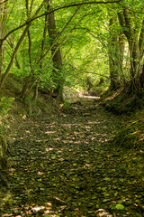 A steep riverbed between trees.