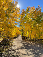 Fototapeta na wymiar Vertical view of grove of golden aspens with fall colors and blue skies in Eastern Sierra