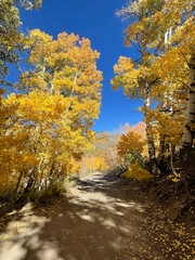 Vertical view of grove of golden aspens with fall colors and blue skies in Eastern Sierra