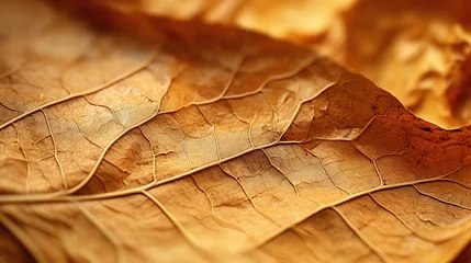 Close up of tobacco leaf © VideoMeile