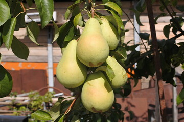 Large pears on a branch. A bunch of green pears. Harvest of ripe fruits.