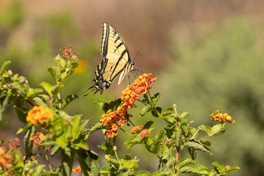 Horizontal image of a Western Tiger Swallowtail butterfly visiting some bright orange Lantana flowers on a sunny summer day in Ivins Utah.