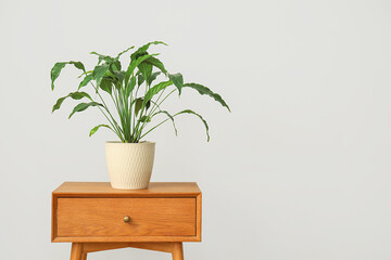 Green plant on wooden table near light wall