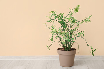 Green plant near beige wall in room
