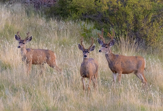Mule Deer Bucks