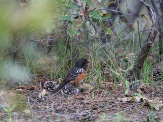 spotted towhee on the ground