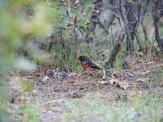 spotted towhee on the ground