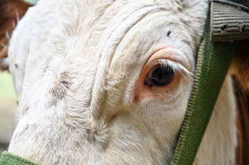 A cow. Close-up of a cow's face and eye. Domestic cow.