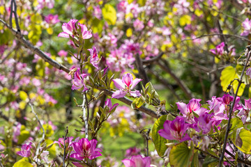 Twigs of orchid tree with young green leaves and pink flowers on a blue background in spring in a park
