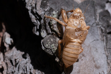 Close-up view of a cicada separated from its shell
