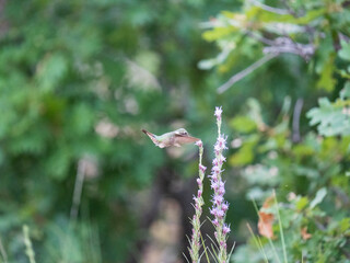 broad tailed hummingbird
