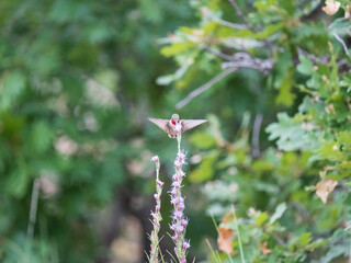 broad tailed hummingbird