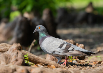 Obraz premium Birds at the lake enjoying spring and sunny days