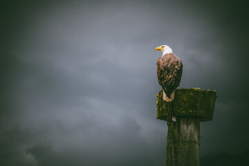 American Bald Eagle