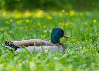 Birds at the lake enjoying spring and sunny days