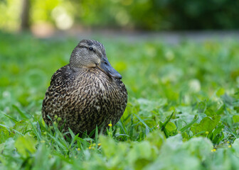 Birds at the lake enjoying spring and sunny days